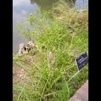 Cyperus Eragrostis (fam Cyperacees) (amerique du nord) (1)